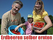 Erbeerzeit bei Hofreiter beginnt am Pfingstsonntag (©Foto: Martin Schmitz)